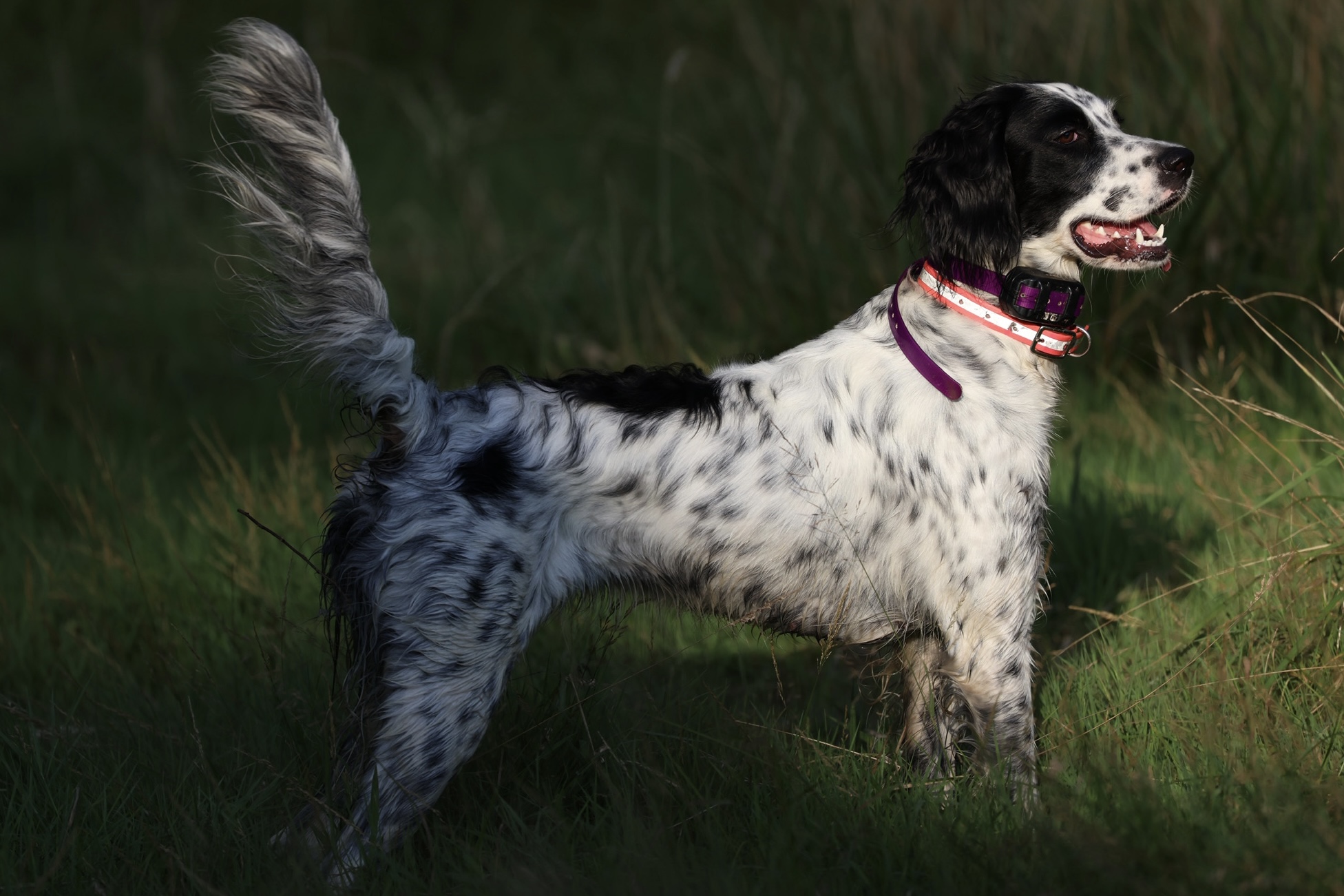 A beautiful Llewellin Setter