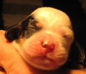 female llewellin setter tri-color puppy