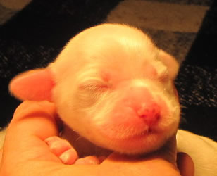 Male llewellin setter tri-color puppy
