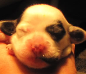 Male llewellin setter tri-color puppy
