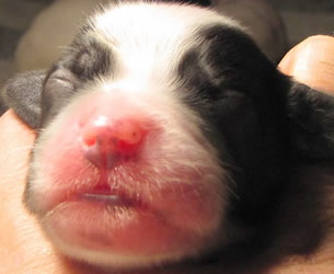 Male llewellin setter tri-color puppy