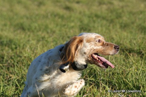 Jess, orange belton male Llewellin Setter