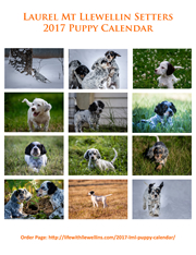 Order the Laurel Mt Llewellin Setter Puppy Calendar today!