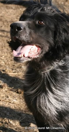 Best grouse dog ever, Llewellin Setter, Boone