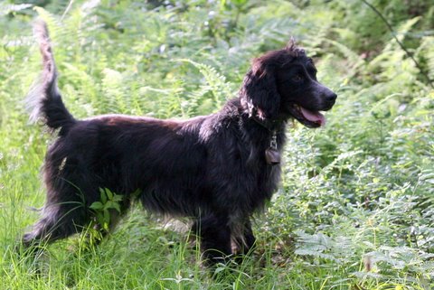 Boone, an all-black llewellin setter and an amazing bird dog