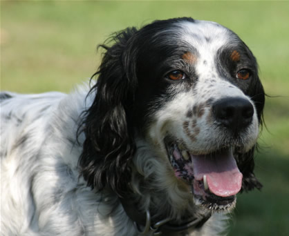 Llewellin Setter, Brier. The best bird dog anywhere!