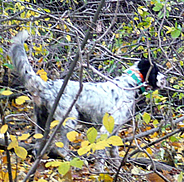 Brier pointing a grouse.