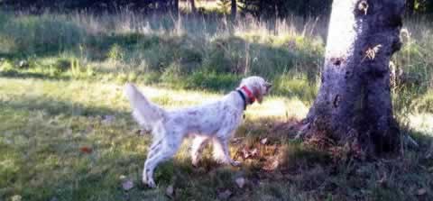 Jess, just after arriving in the Northwoods 2010, first time out of the truck at camp, Jess slams on point in the yard--yep, wild pheasants everywhere!