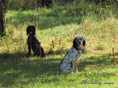 Boone and Steele on the tie outs at NWBC.