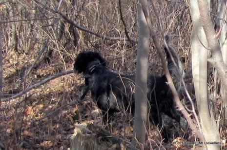 My amazing Boone pointing a grouse on one of our last hunts in the Northwoods, 2010.