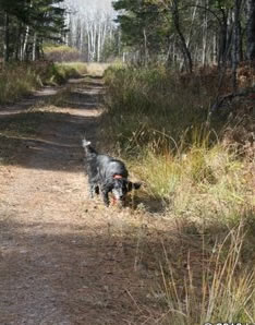 Shay in the Northwoods.