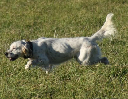 Orange Belton Llewellin Setter, Ike