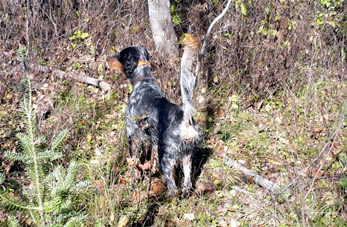 Luke pointing a Ruffed Grouse