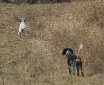 Midge (Laurel Mountain's Lady Bird) backing Maisy