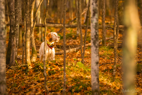 Laurel Mountain Llewellin Setter, "Penny"