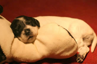 6 week old Brook--Brier x Shay Llewellin Setter Puppie on a beautiful point.