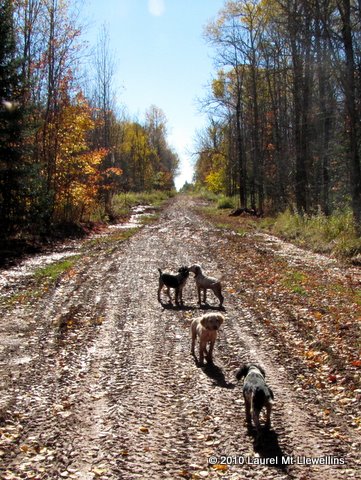 Llewellin Setter puppies in the North woods