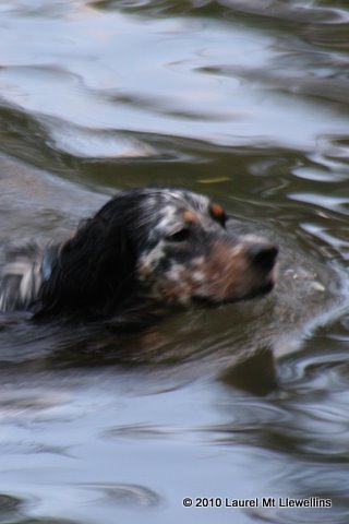 Laurel Mt. Majesty, a beautiful tri-color llewellin setter out of Laurel Lynnhill Shade by Brier