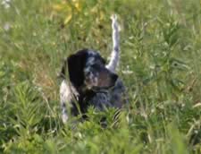 Laurel Mountain Majesty, our tri-color llewellin setter