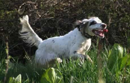 Our fabulous Llewellin Setter, Santana