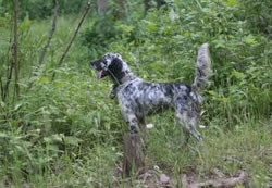 Steele, a blizzard-line llewellin, a fantastic grouse dog, and one of the greatest Llewellin setters known by me.