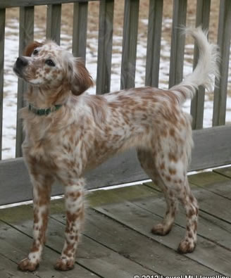 Grouse dog, Llewellin Setter, Kea out of Lady Bird x Ike Wind'em